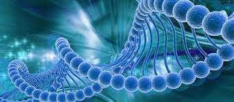 GMO reference genes